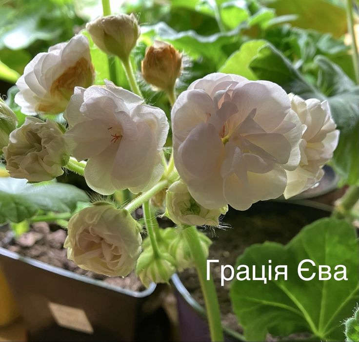 Сортові пеларгонії
