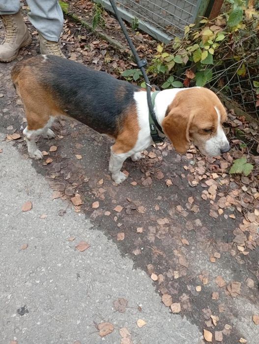 Czyj beagle ? Znaleziony w Starachowicach.