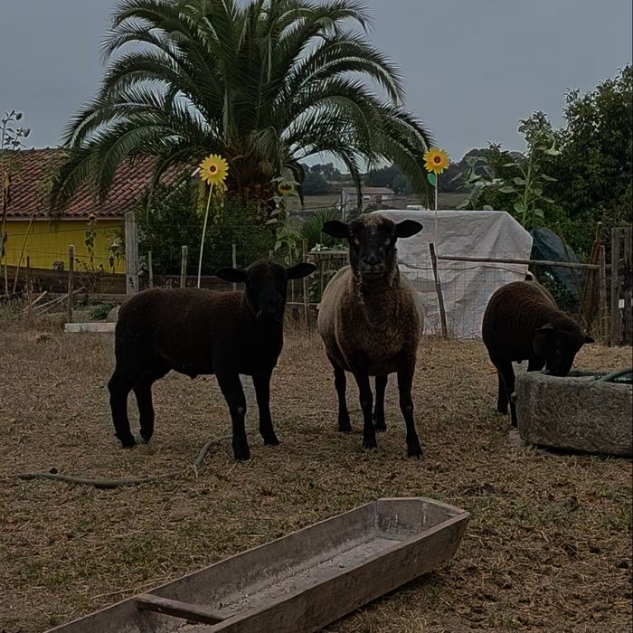 Borregos e mãe..