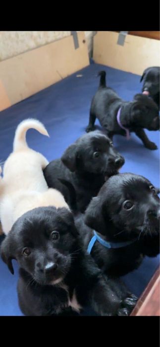 Цуценята Лабрадора