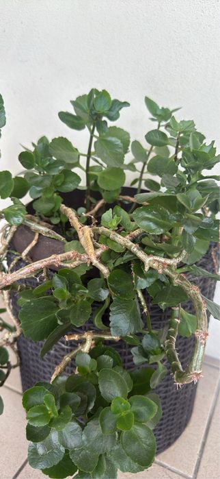 Vendo planta Kalanchoe adulta e saudável, plantada num vaso decorativo com efeito rotim/fibras (incluído).