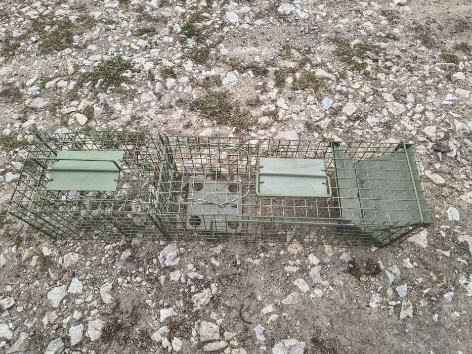 Żywo łapka na kuny,koty, tchórze , itp