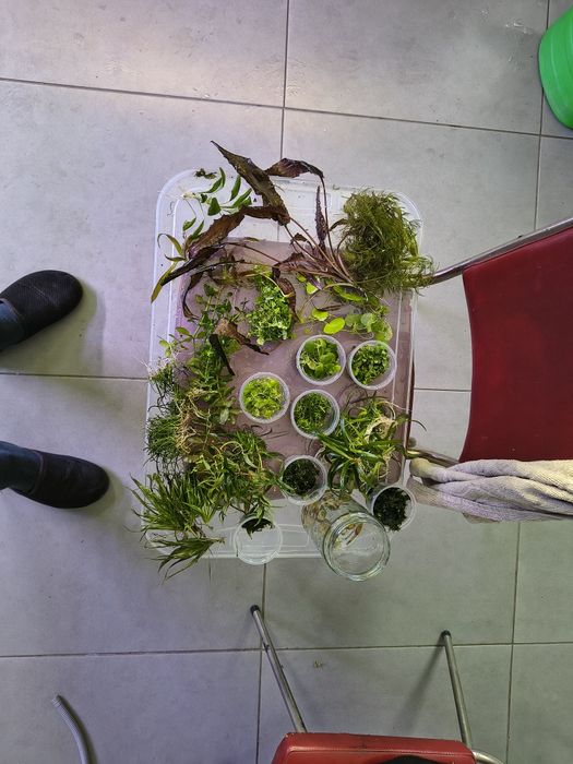 Rośliny akwariowe różne gatunki