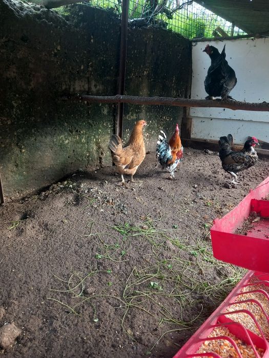 Vendo animais de quinta