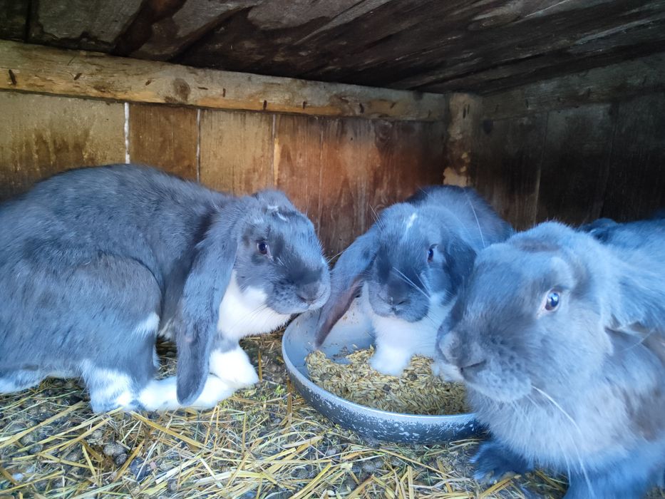 Króliki samce i samice