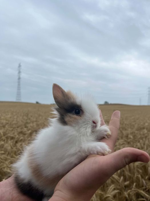 Króliczki miniaturki