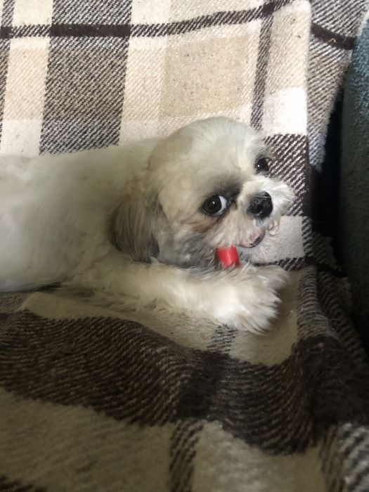 Акция)))Щенки ши-пу, 2 мальчика