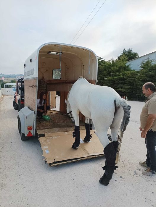 Transpor. de Equinos e ruminantes (cond. certificao - CAP / Tratador