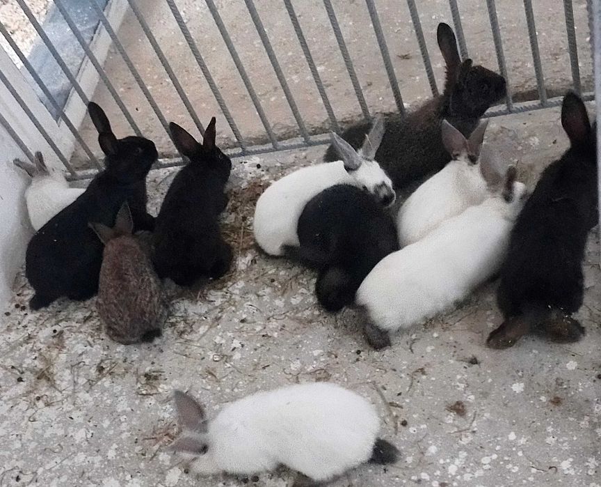 Продам молодих кроликів