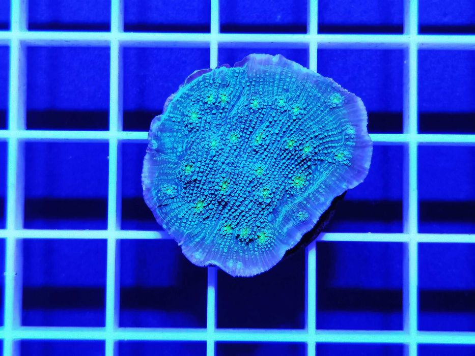 Echinopora lamellosa, szczepka, koralowce, akwarium morskie