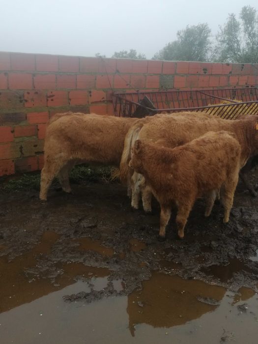 Novilho/Vitelo Limousine Puro Biológico
