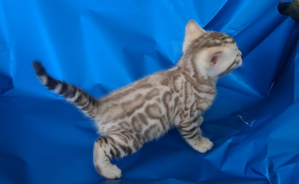 Бенгальский кот котёнок