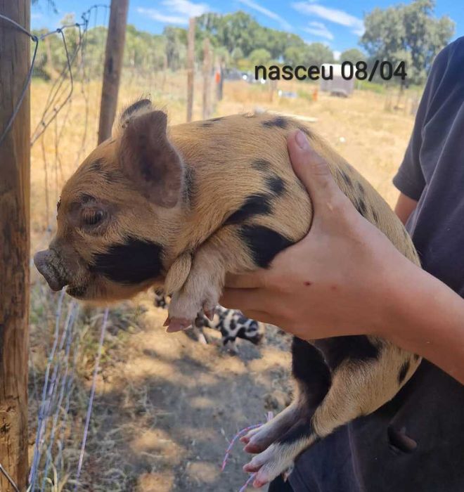 Porcinhos de kunekune