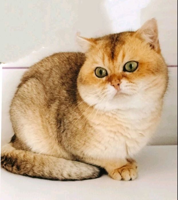 Золотые изюминки