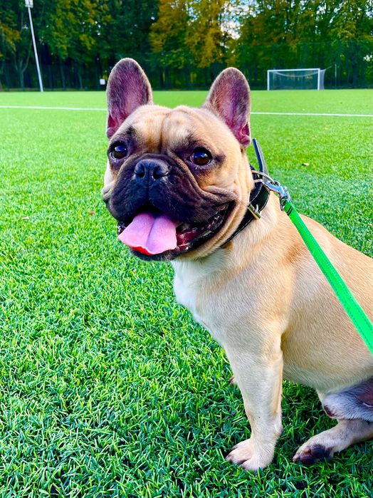 Французький бульдог (в’язка)