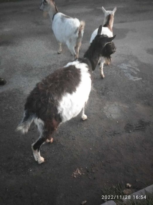 Продається коза, вирощена домашнім господарством