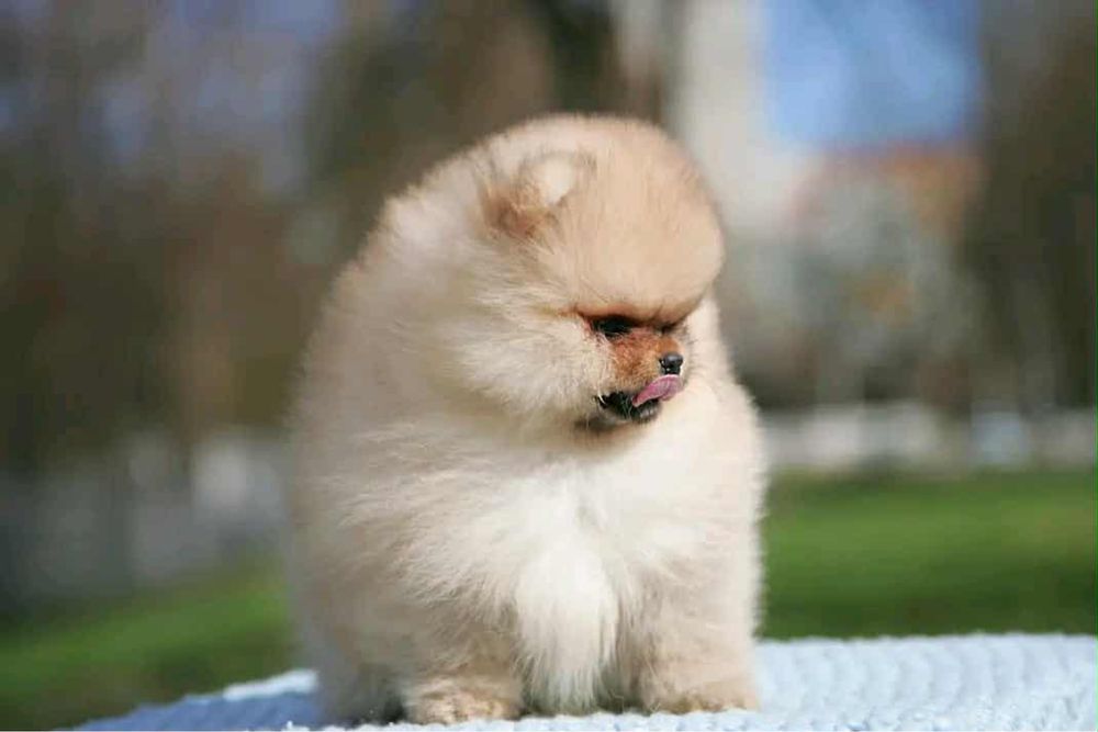 Ідеальний померанець. КСУ