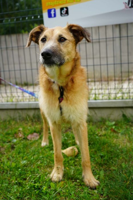 Chanel poleca sie do adopcji