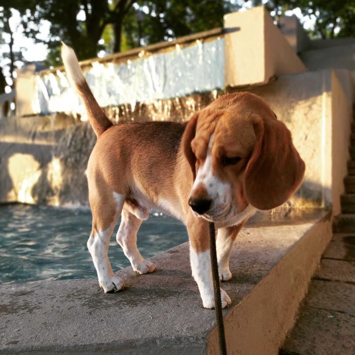 Бігль в'язка! Київ,Хмельницький ,Чернівці , Кам'янець Подільський