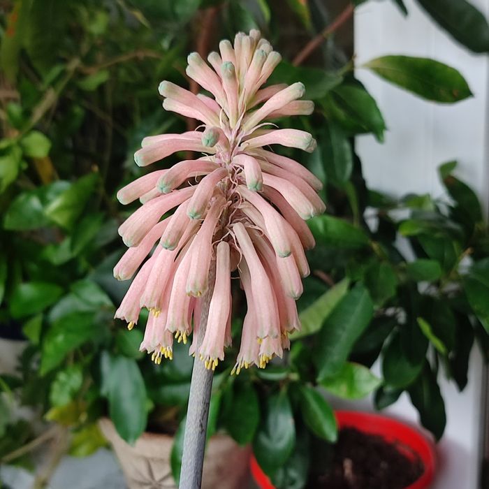 Вельтгеймия (детка)