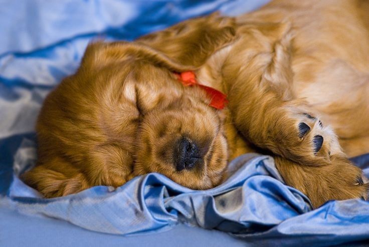 Англійський кокер — ідеальний сімейний улюбленець