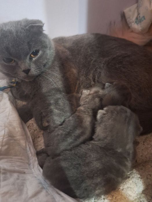 Британські кошенята