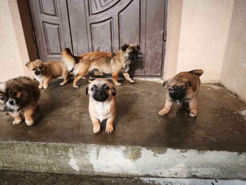 Маленькі хвостики шукають дім :)