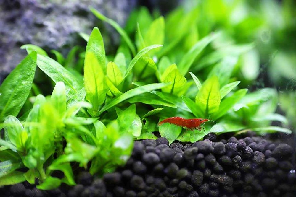 Стаурогин. Аквариумные растения