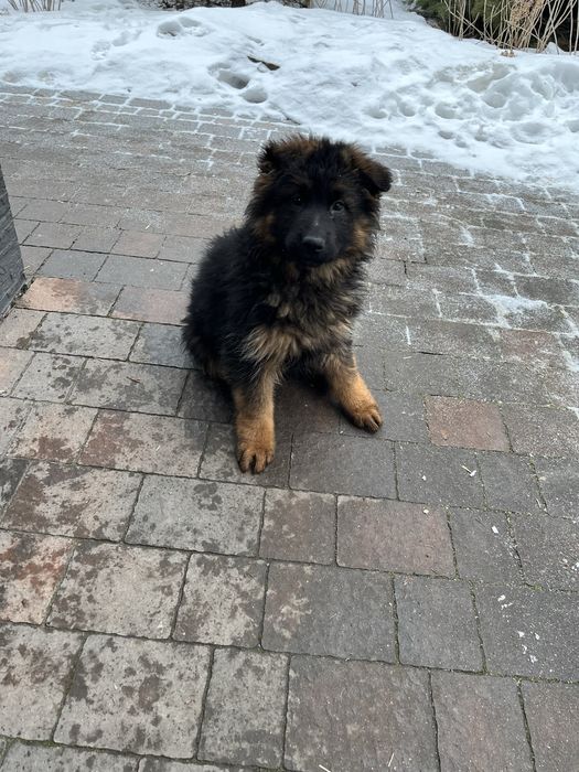 Suczka rasy Owczarek Niemiecki