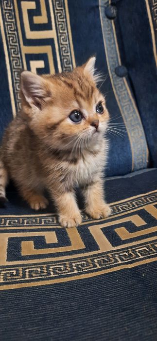 Золотой котик  чистокровный шотландский