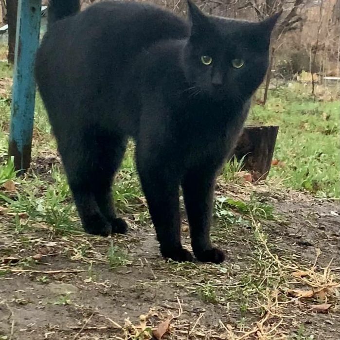Отдам черного кота, 3 года, кастрирован