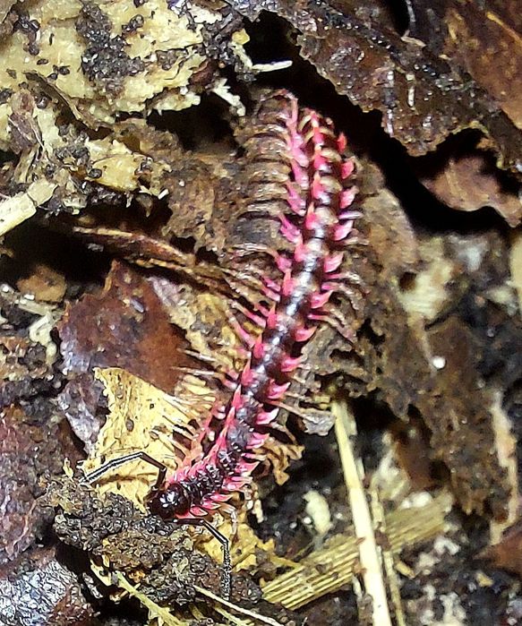 Desmoxytes planata