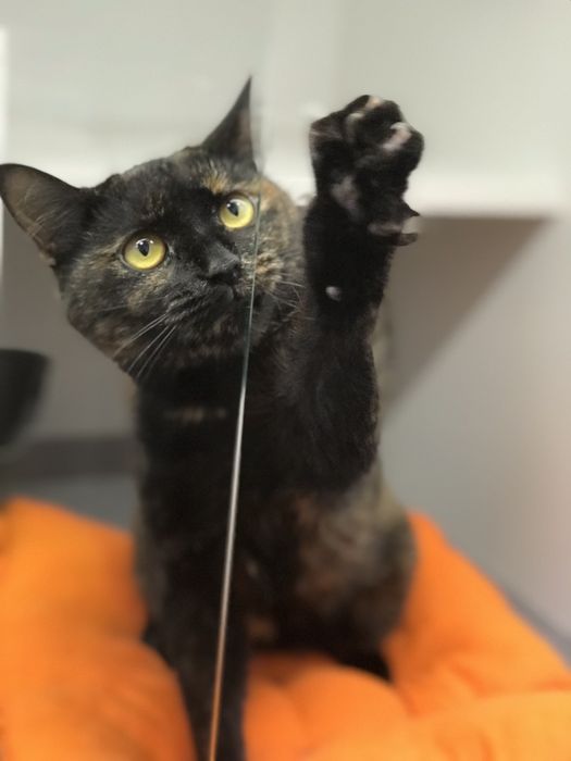 Краля в пошуках дому