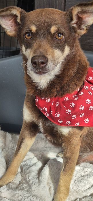 Piesek okolo 6 lat