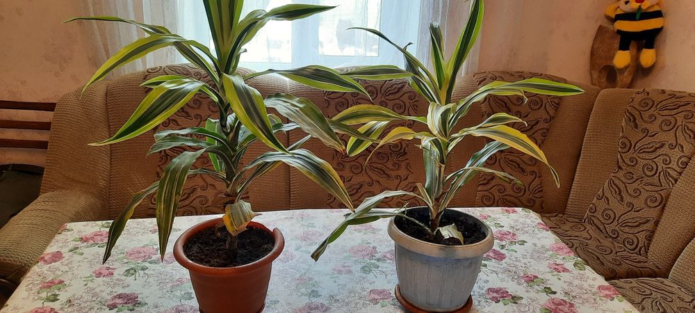 Продам кімнатні рослини