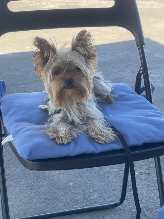 Шукаю дівчинку для спарювання, бейбі фейс міні йорк.