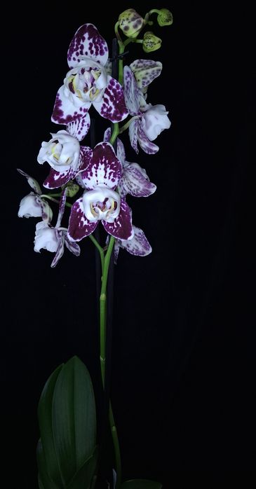 Орхідеі Маракеш пелор, метелик. Повна мутація. На дві гілки. Квітка 8с