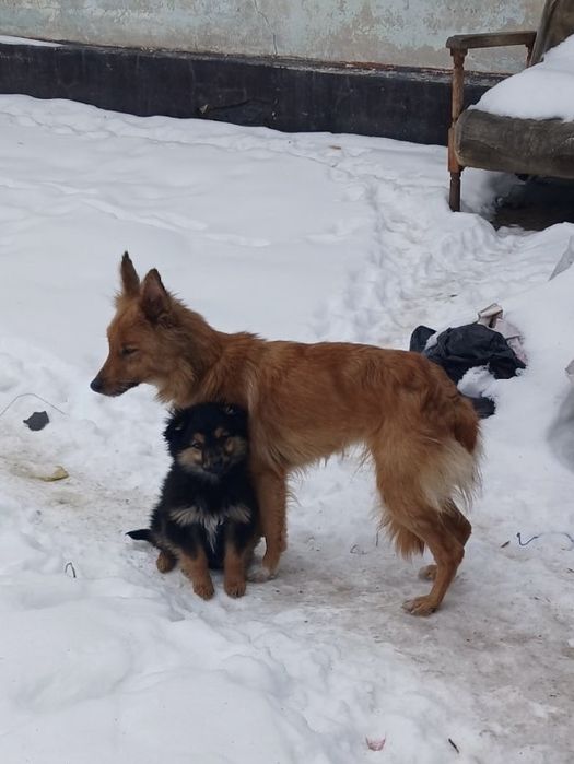 Милі цуценята (дівчата) в гарні руки.