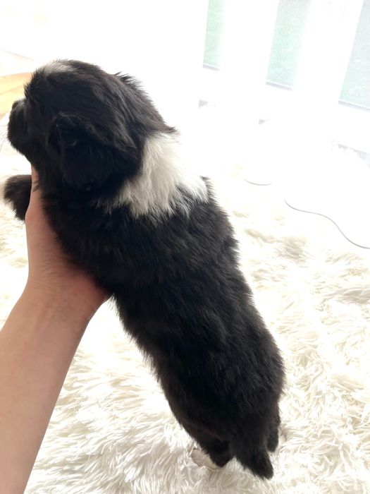 Piesek Border Collie