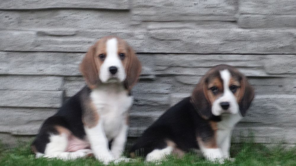 Beagle piesek Tricolor