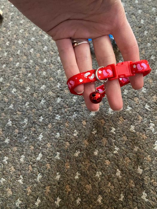 нашийники для котів собак