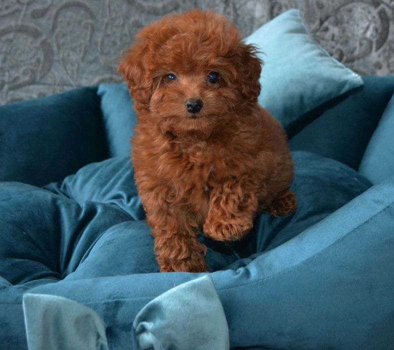 Той пудель   хлопчик красавчік