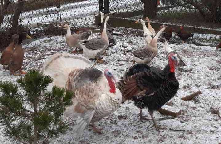 Indor staropolski brąz, Gęsi kubańskie z 2025