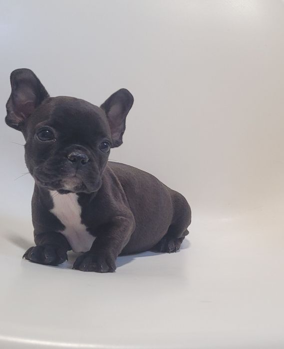 Bulldog francês macho