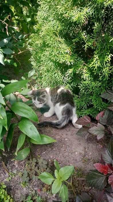 Kotki, koty do adopcji