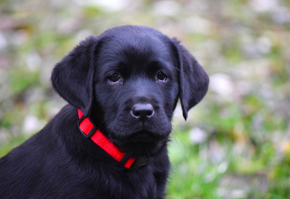 Cudowny szczeniak Labrador Retriever FCI