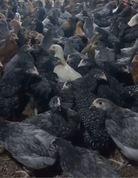 Продам качки , кури,гуси , бройлери , курчата