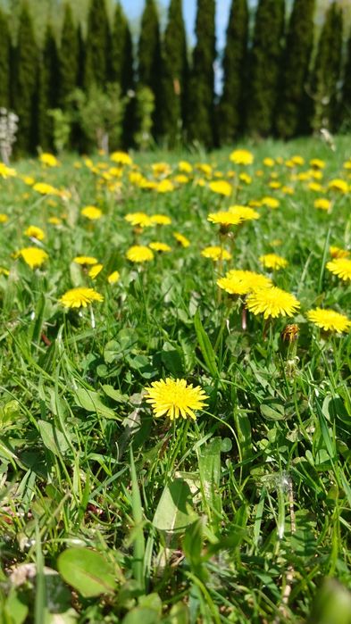 Syrop z mniszka lekarskiego 5 szt.