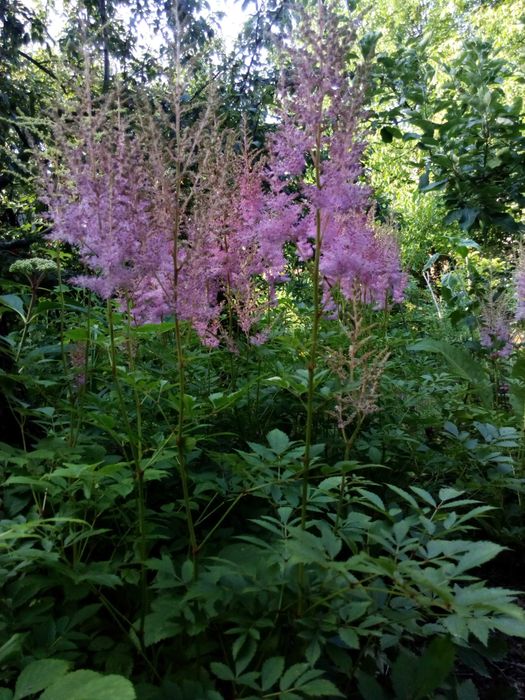 Астильба садовая