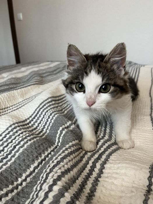 Віддам у добрі руки котика